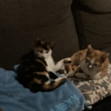 Verhelderend gesprek